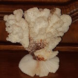 Bouquet of natural white coral bush