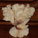 Bouquet buisson de corail blanc naturel