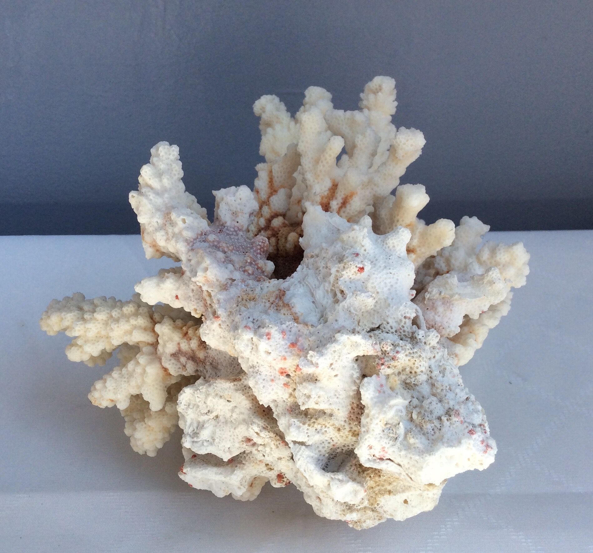 White coral