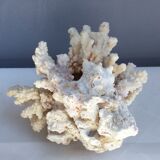 White coral