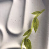 Vintage dish stylized leaf patterns