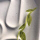 Vintage dish stylized leaf patterns