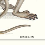 Lithograph engraving chimera animal - the mirilion