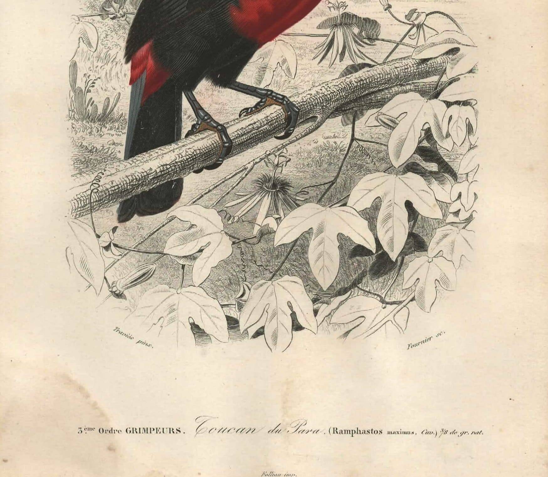 Gravure ancienne 1849 - Toucan par E.Travies. Lithographie iconique vintage