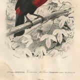 Gravure ancienne 1849 - Toucan par E.Travies. Lithographie iconique vintage
