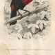 Antique engraving 1849 - Toucan by E. Travies. Vintage iconic lithograph