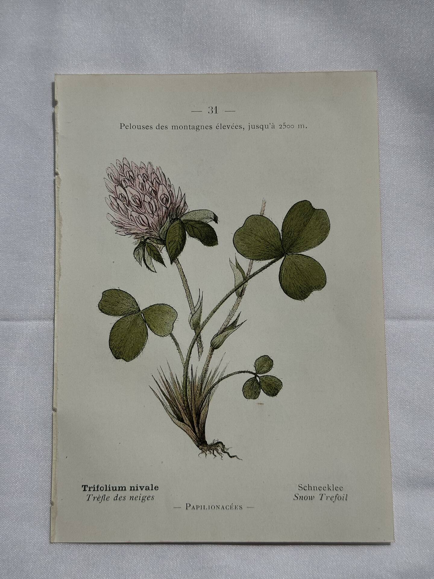 Botanical engraving naturalist plate flower plant of France
