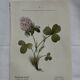 Botanical engraving naturalist plate flower plant of France
