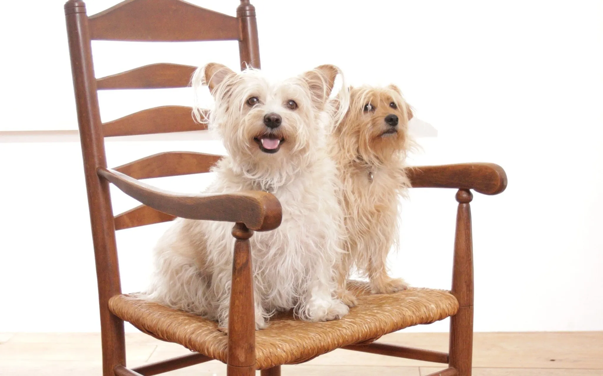 Dutch oak ladderback armchair with rush seat – 1950s