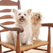 Dutch oak ladderback armchair with rush seat – 1950s