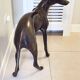 Monumental Bronze Statue of an Italian Greyhound / Whippet – Large Antique Sculpture Representing a Dog