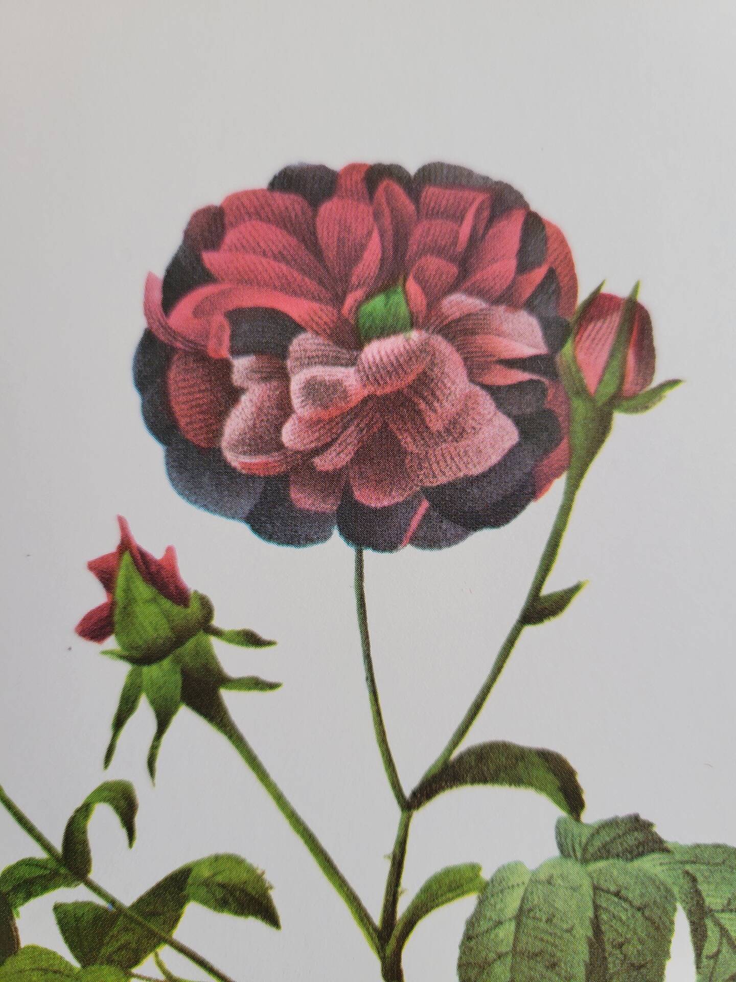 Botanical plate Rose Kératry, P.J. Redouté 1960