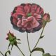 Botanical plate Rose Kératry, P.J. Redouté 1960