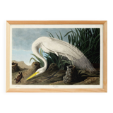 Poster about the Great Egret, based on an old engraving from 1827.