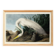 Poster about the Great Egret, based on an old engraving from 1827.