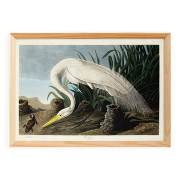 Affiche sur la Grande Aigrette, d’après une gravure ancienne de 1827.