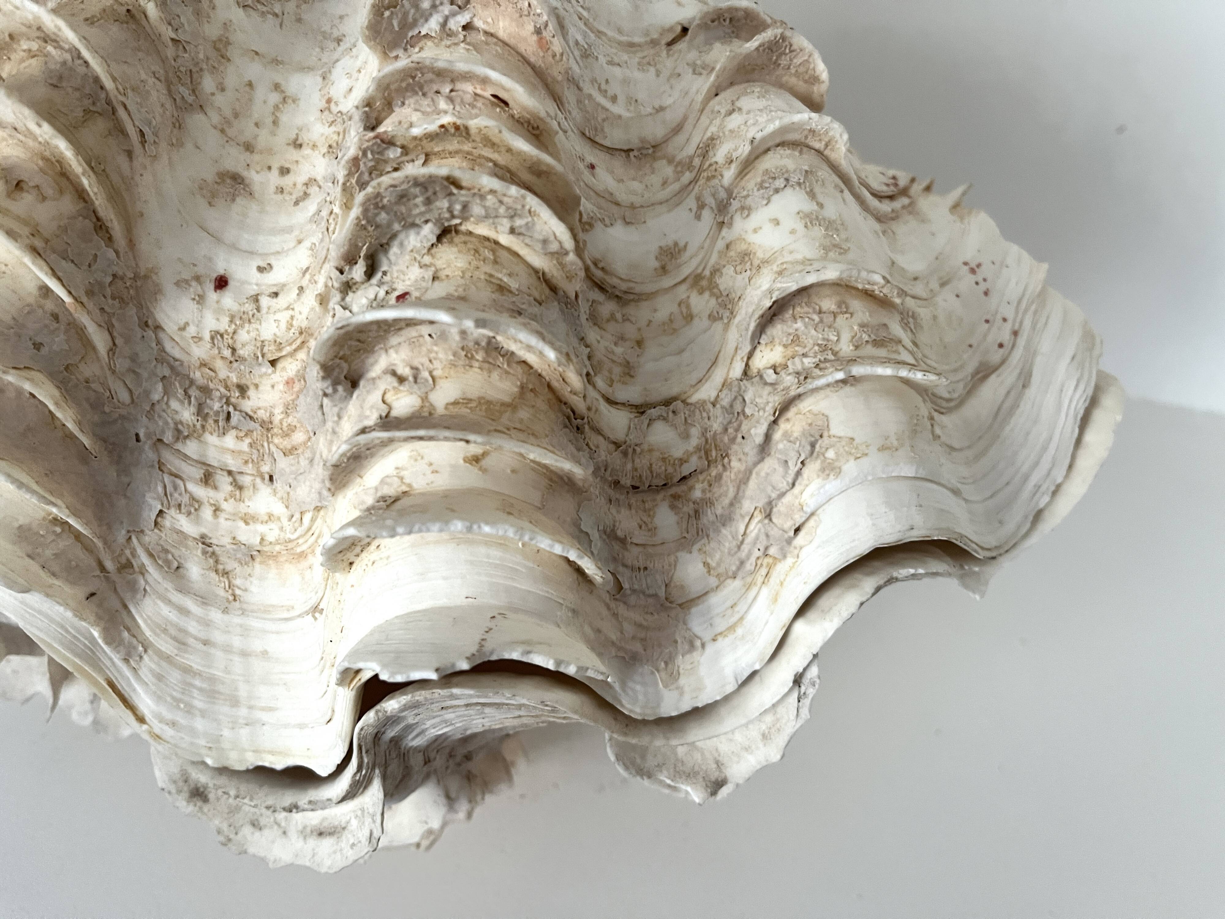 Authentic vintage giant bivalve shell, tridacna gigas shell.