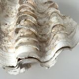 Authentic vintage giant bivalve shell, tridacna gigas shell.