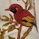 Bird pitcher