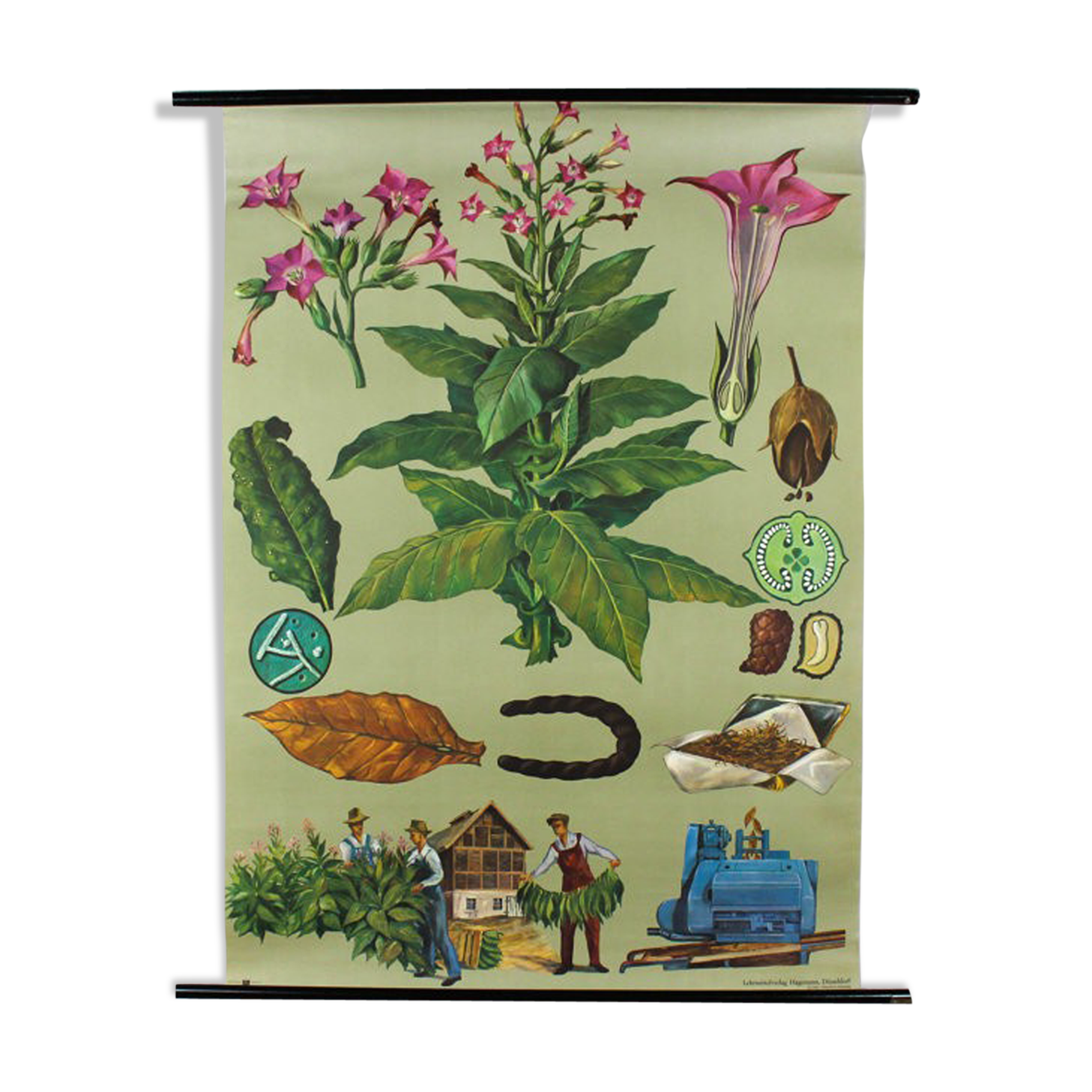 Wall poster of the school from Jung-Koch-Quentell "tobacco" 1972