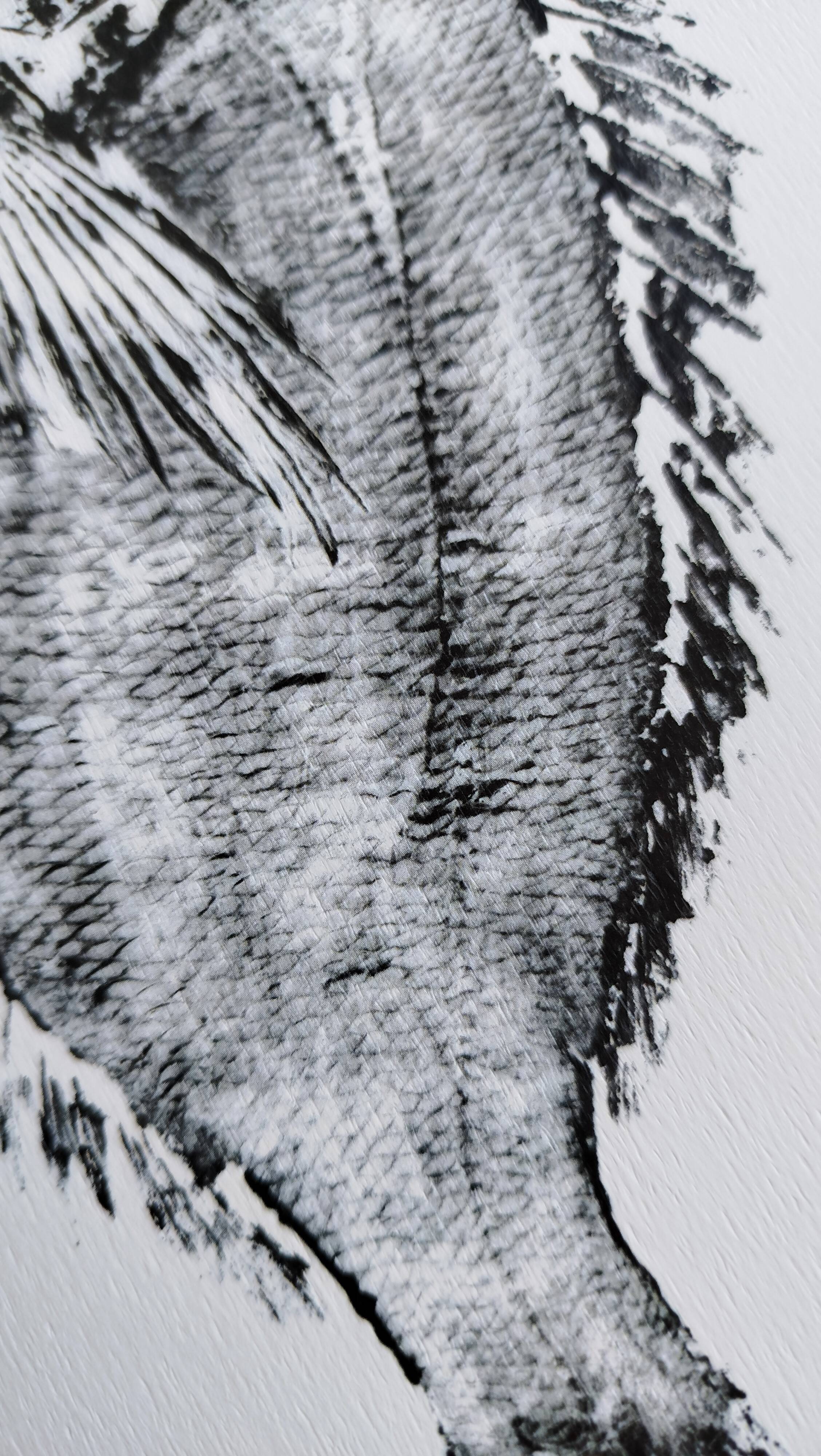 Impression d'art encadrée, "Estampe d'une dorade"