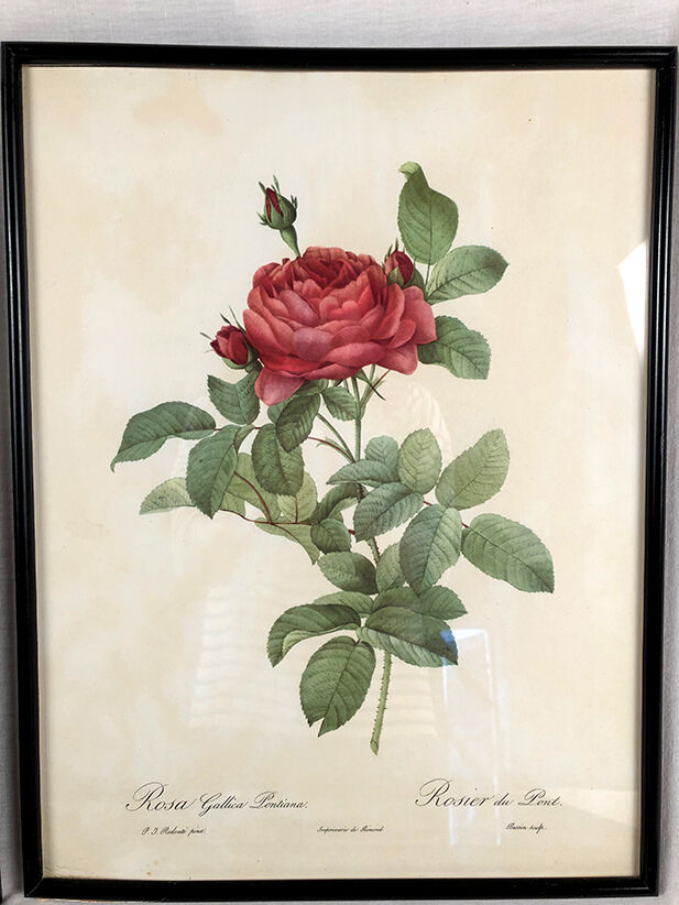 Set of six framed reproductions of roses, illustrations by P.J Dreaded
