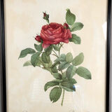 Set of six framed reproductions of roses, illustrations by P.J Dreaded