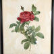 Set of six framed reproductions of roses, illustrations by P.J Dreaded