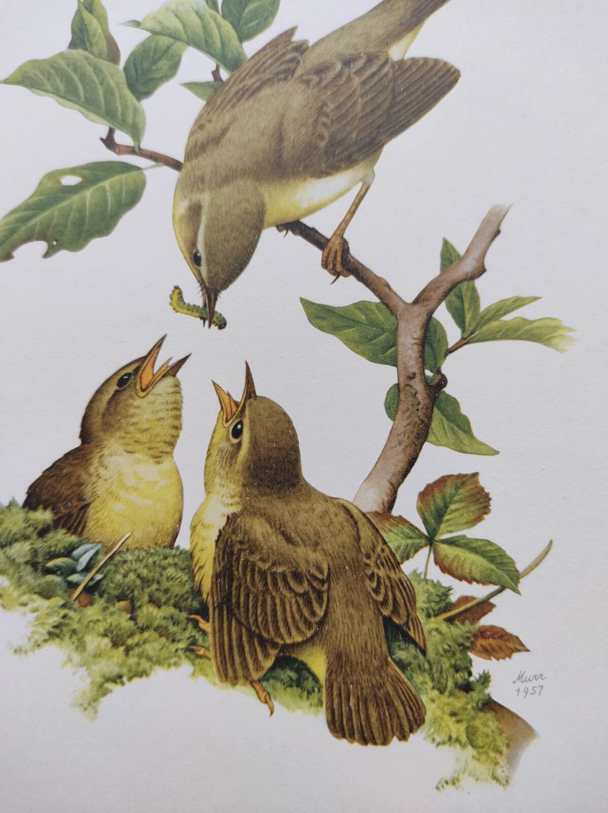 Old bird plate from the 1960s - Willow Warbler - Zoological and ornithological illustration