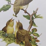 Old bird plate from the 1960s - Willow Warbler - Zoological and ornithological illustration