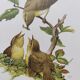 Old bird plate from the 1960s - Willow Warbler - Zoological and ornithological illustration