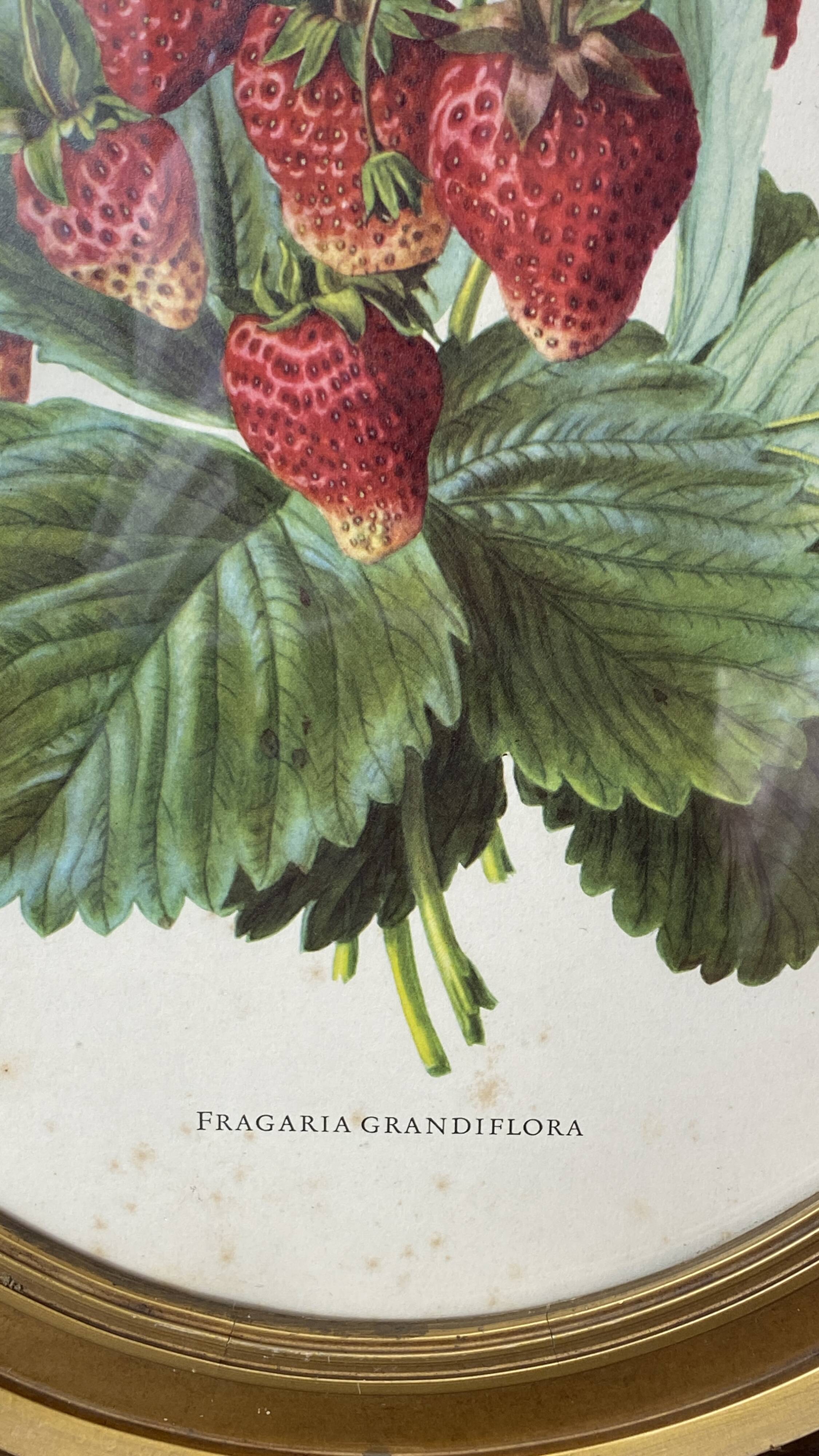 Framed botanical print of Fragaria Grandiflora