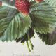 Framed botanical print of Fragaria Grandiflora