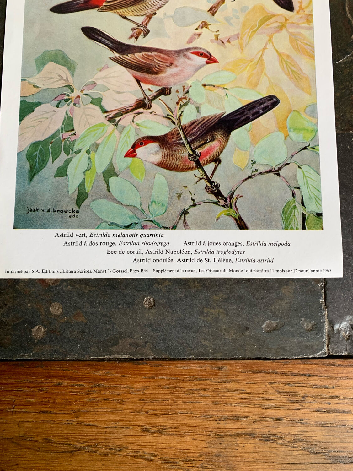 Poster "The Birds of the World" – 1969