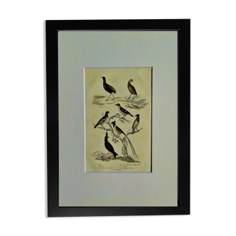 Original Ornithological plate " Agami - Magoua - &c... " Buffon (1936)