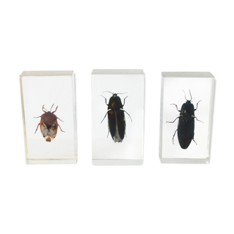 Lot de 3 inclusions résine insectes entomologie taxidermie