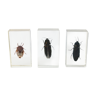 Lot de 3 inclusions résine insectes entomologie taxidermie