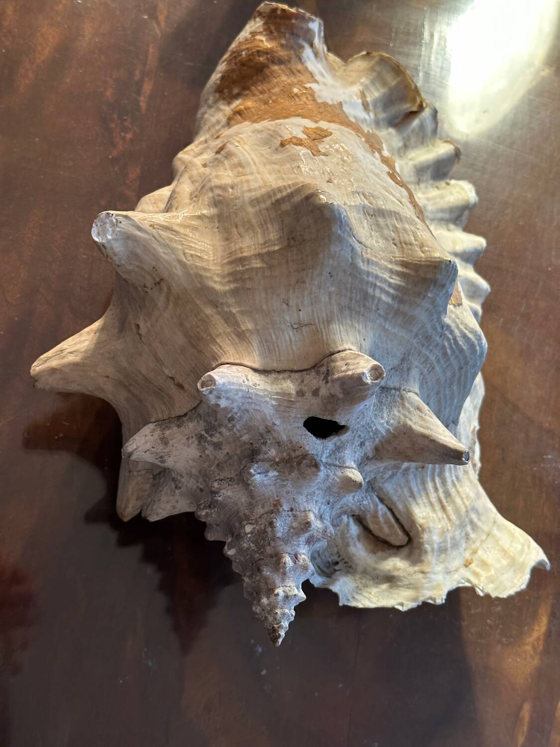 Lot of 8 old collectible shells - cabinet of curiosity