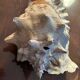 Lot of 8 old collectible shells - cabinet of curiosity