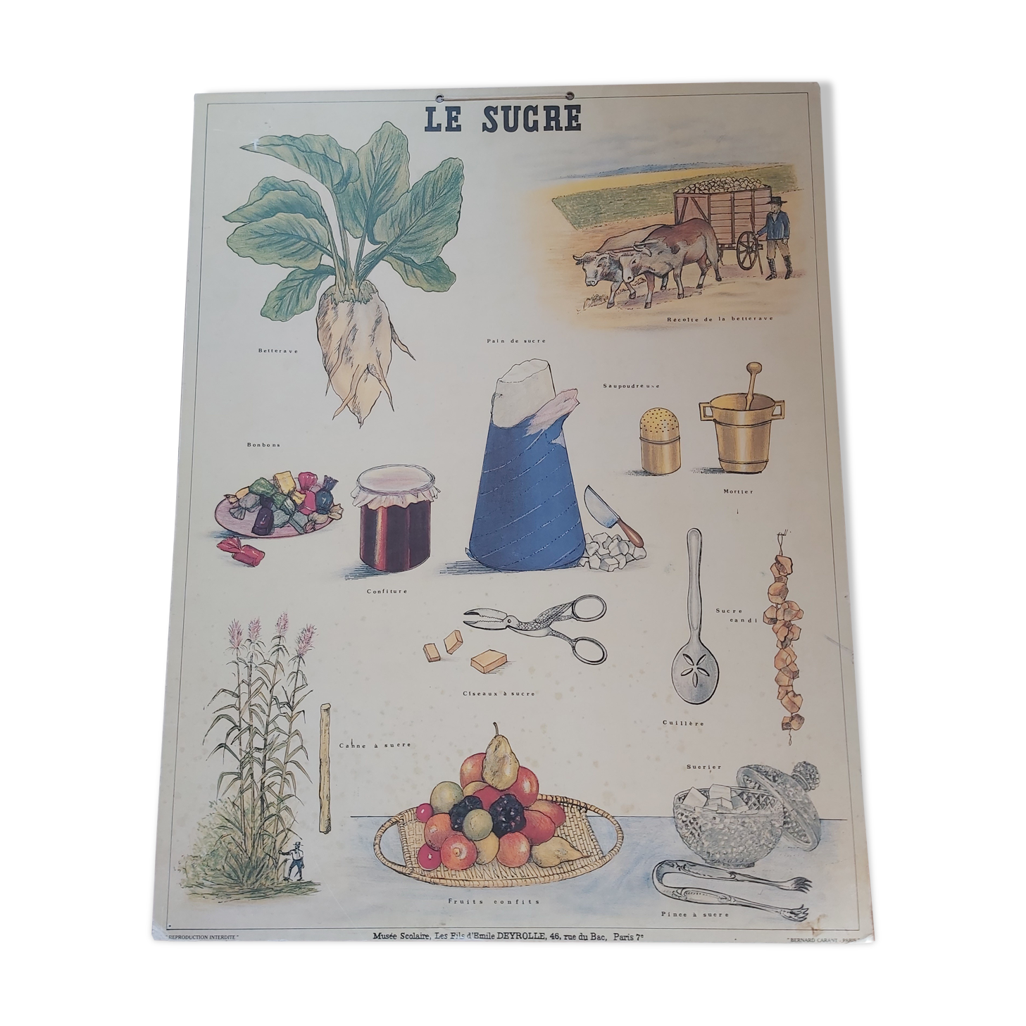 Vintage Deyrolle cardboard school poster