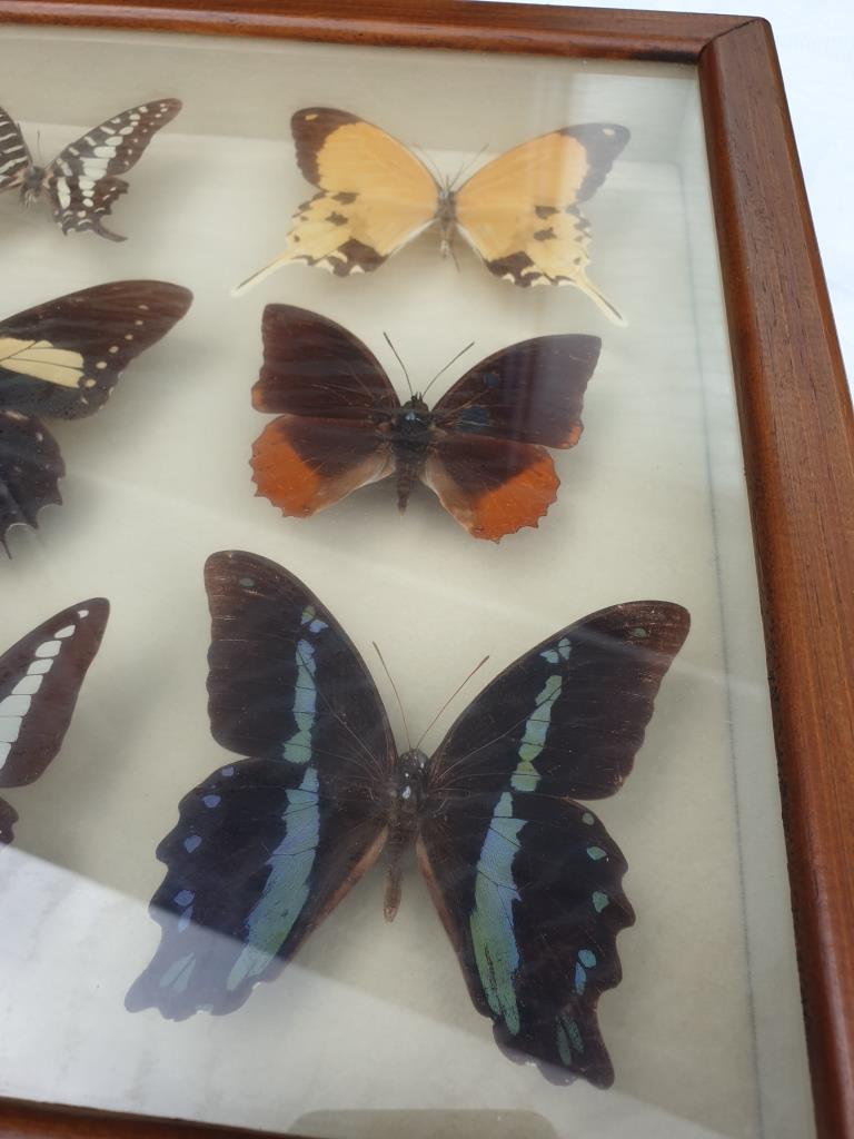 Showcase frame 10 world butterflies naturalized vintage 1970's