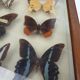Showcase frame 10 world butterflies naturalized vintage 1970's