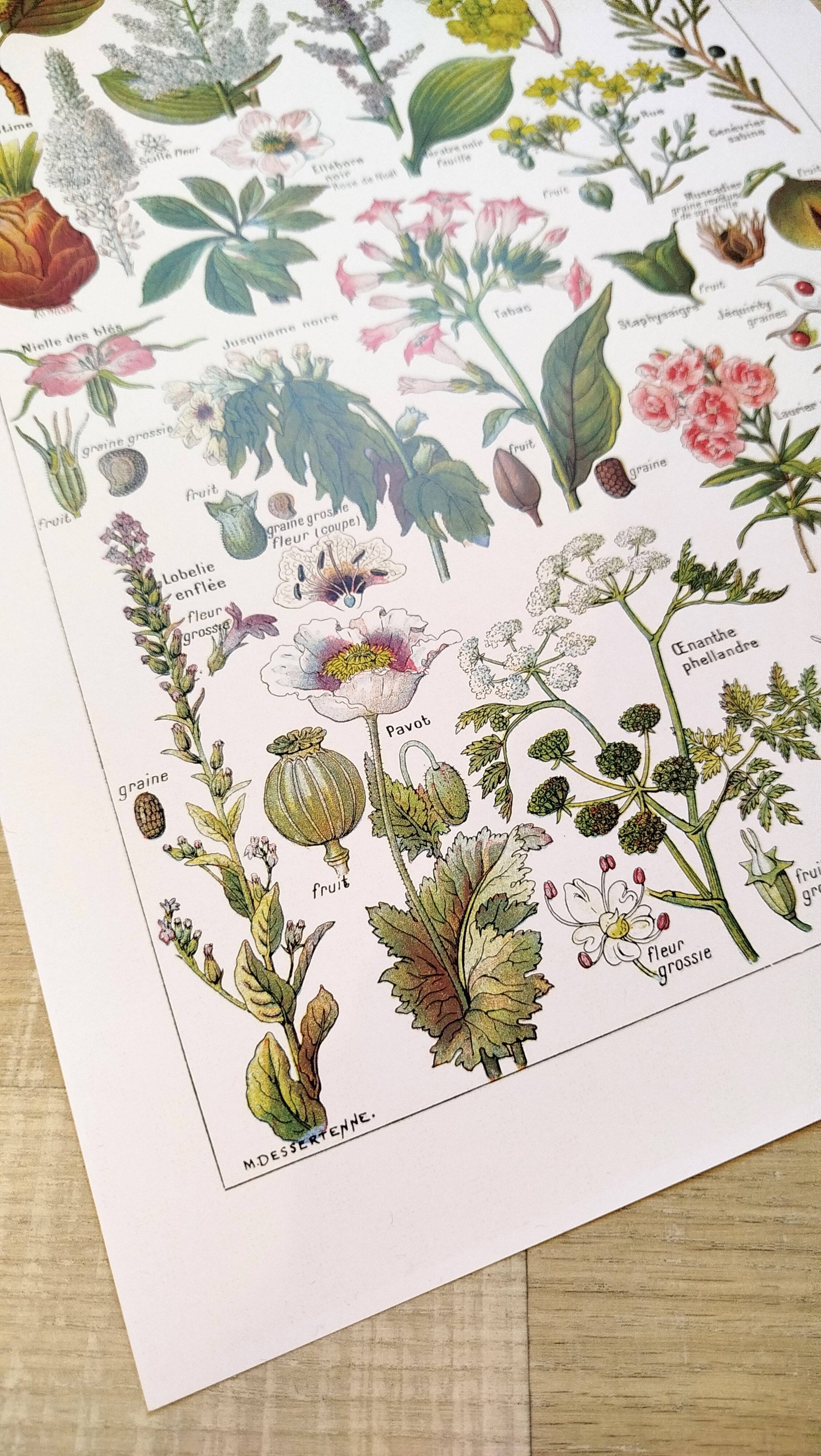 Poster about dangerous plants "poppy", based on a 1920 lithograph