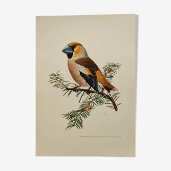 Planche oiseaux Années 60 - Gros-Bec Vulgaire - Illustration ornithologique et zoologique vintage