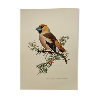 Planche oiseaux Années 60 - Gros-Bec Vulgaire - Illustration ornithologique et zoologique vintage