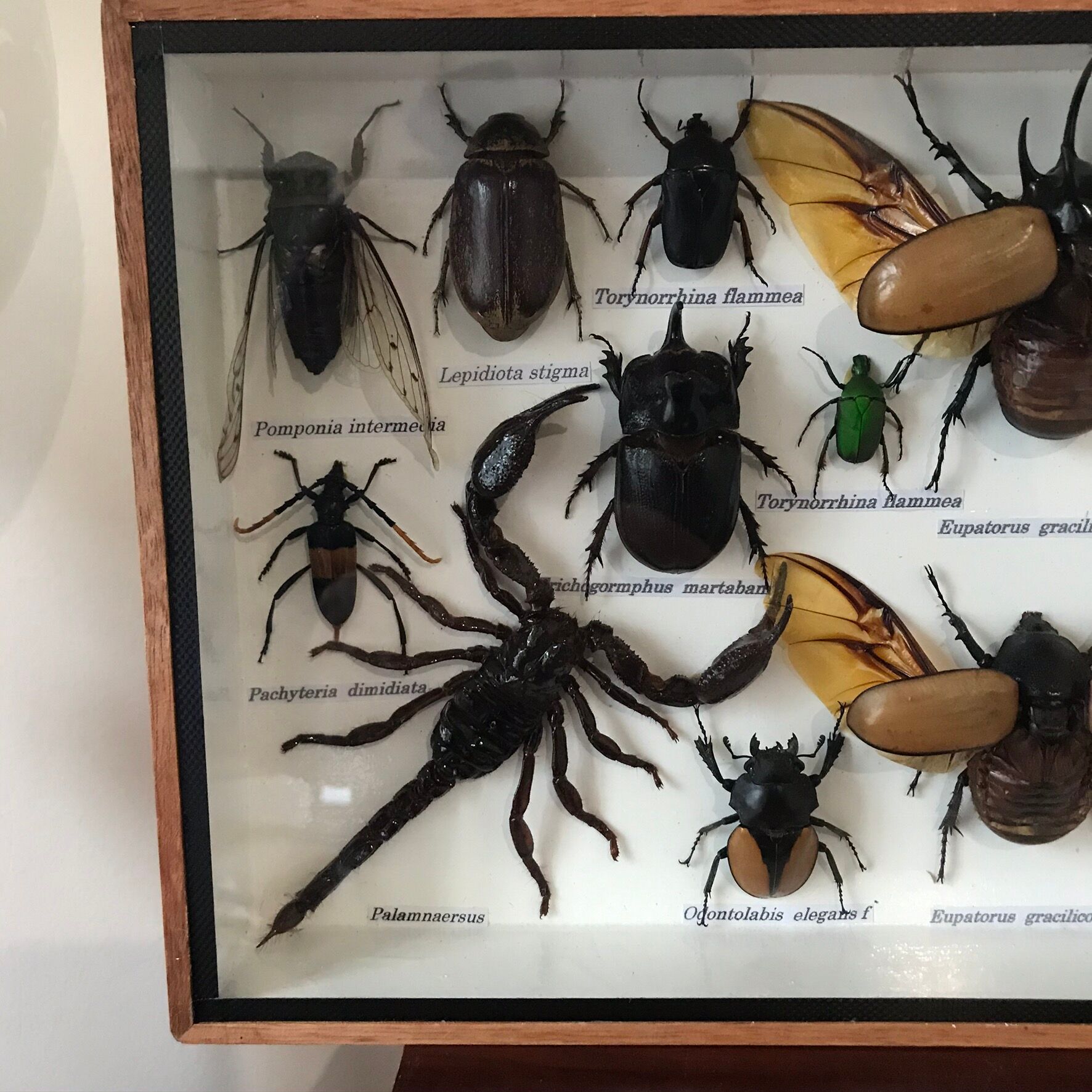 Insect assortment frame 35 x 20