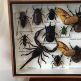 Insect assortment frame 35 x 20