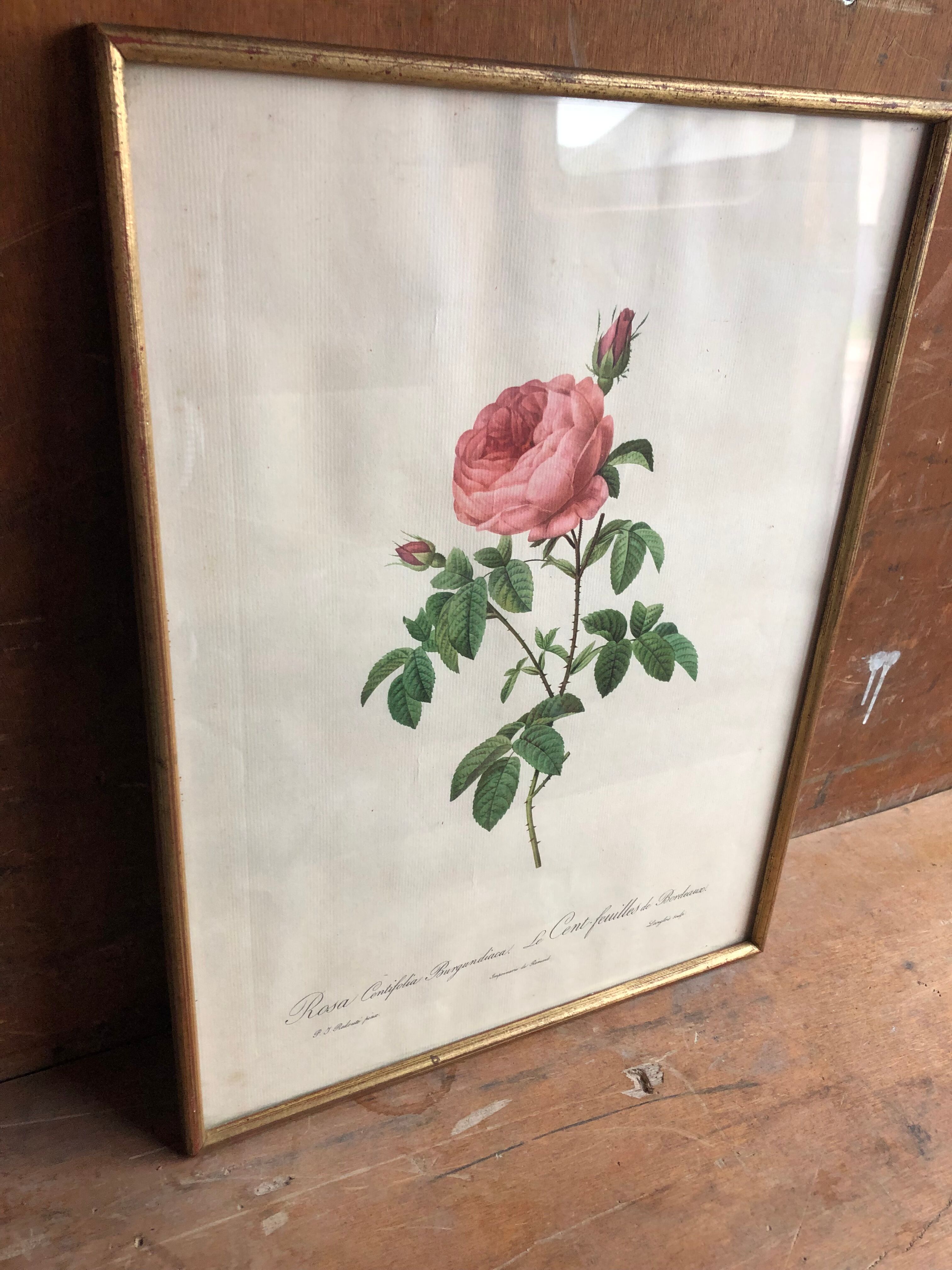 Ancienne lithographie planche botanique rose cent feuilles bordeaux vintage