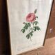 Ancienne lithographie planche botanique rose cent feuilles bordeaux vintage