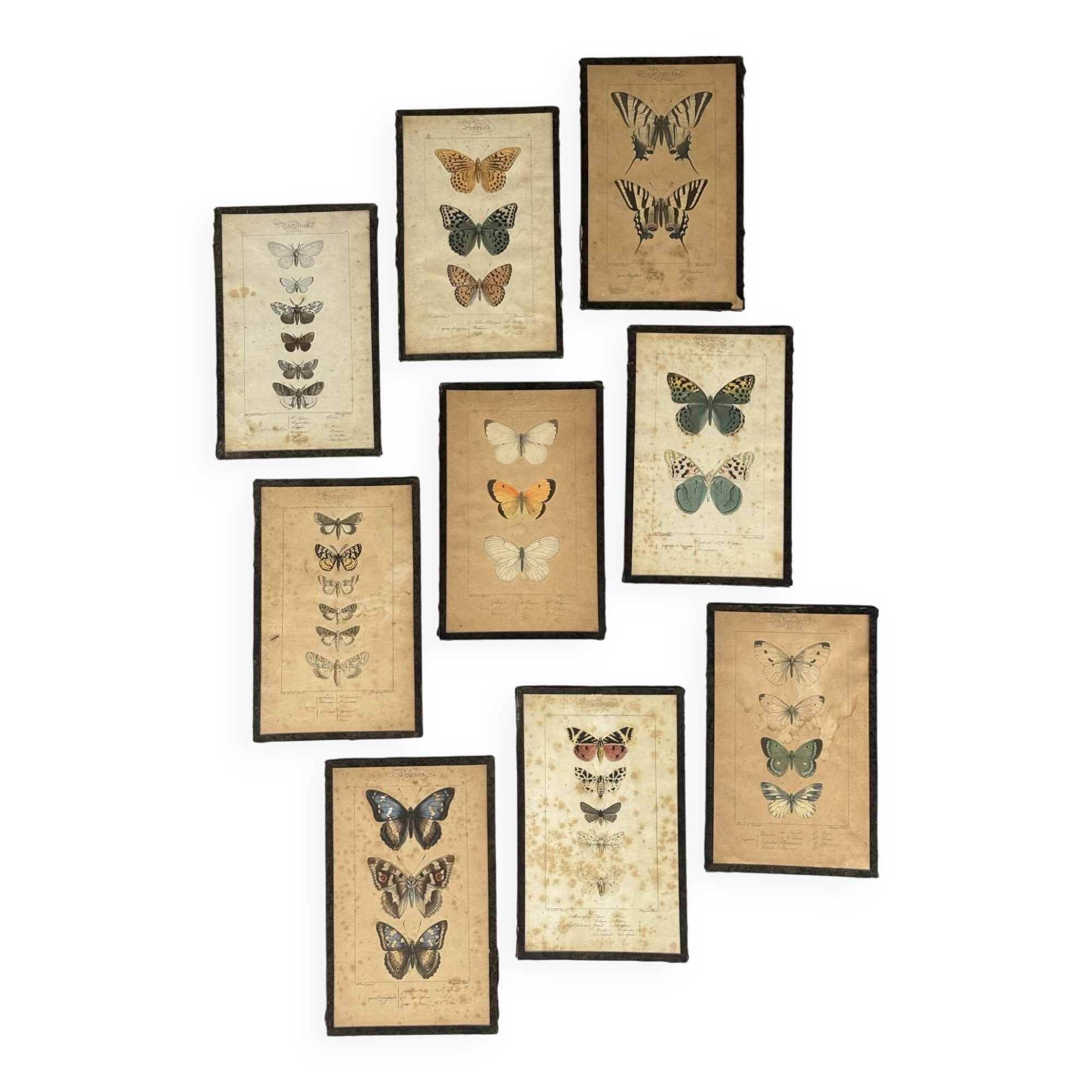Ensemble de neuf anciens cadres de planches décoratives de papillons